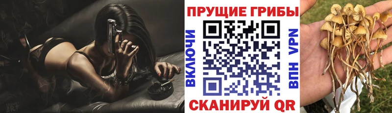 сайты даркнета официальный сайт  Зерноград  Псилоцибиновые грибы Cubensis 